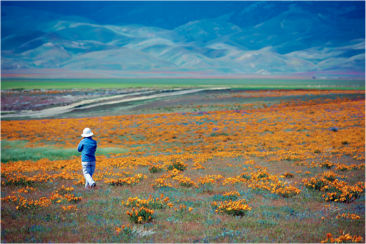 Solitude in Bloom (Aline de Nanxe)