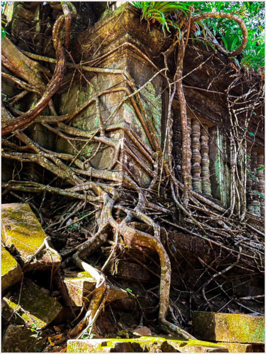Roots of Time (Fiammetta Venner)