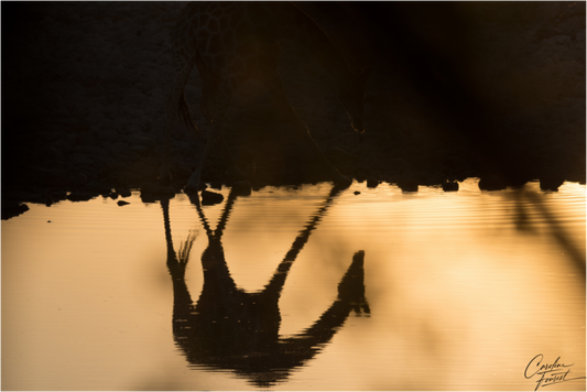 Etosha's Mirror (Caroline Fourest)