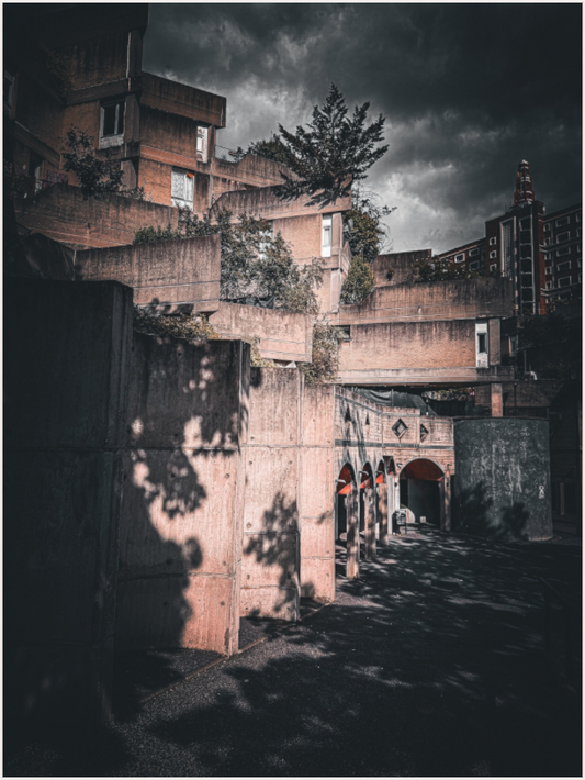 Ascending Shadows (Fiammetta Venner)