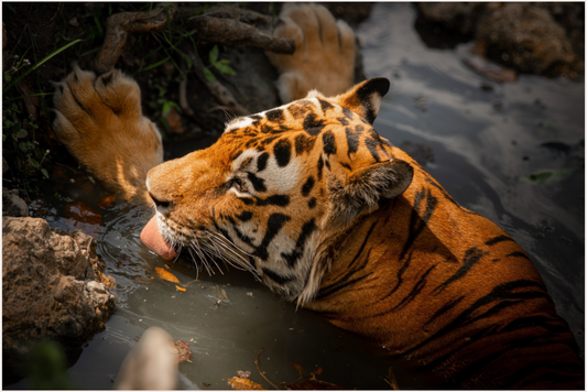 Tiger smoothie (Fiammetta Venner)