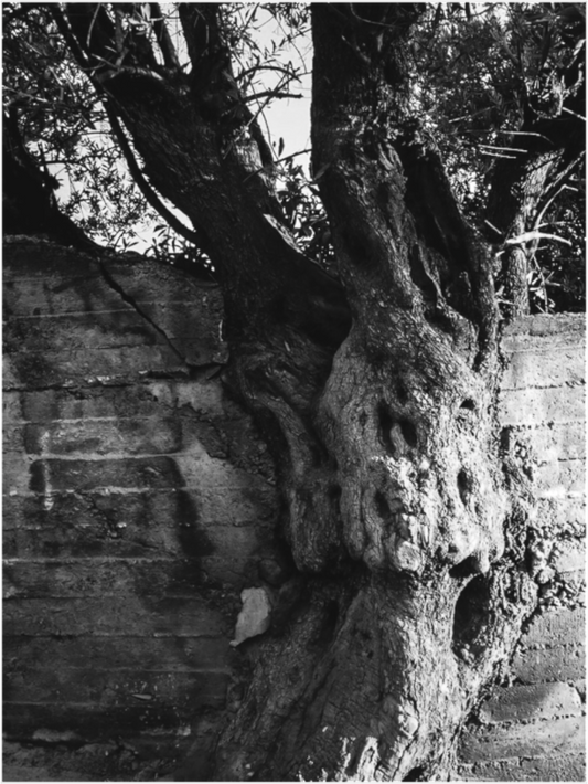 Ancient Roots (Fiammetta Venner)