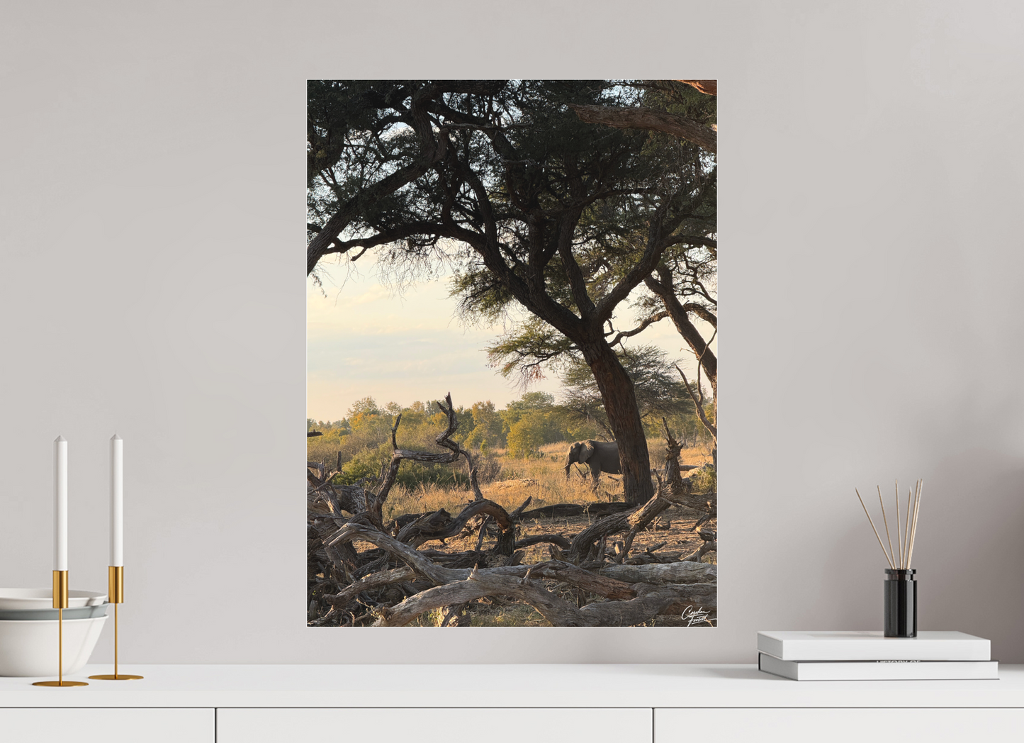 45 x 60 cm, Tirage photo sous Plexi mat The Guardian Tree (Caroline Fourest)