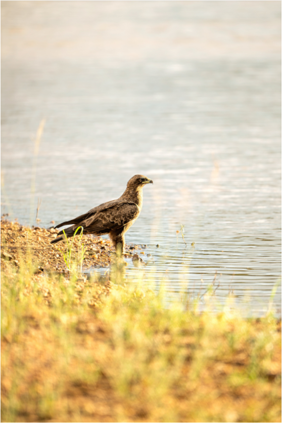 Wings by the Water (Fiammetta Venner)