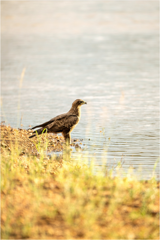 Wings by the Water (Fiammetta Venner)
