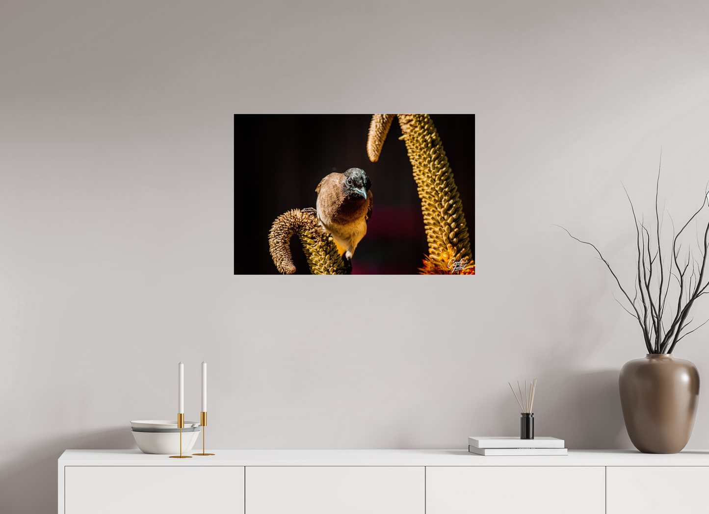 Perched Curiosity (Caroline Fourest)