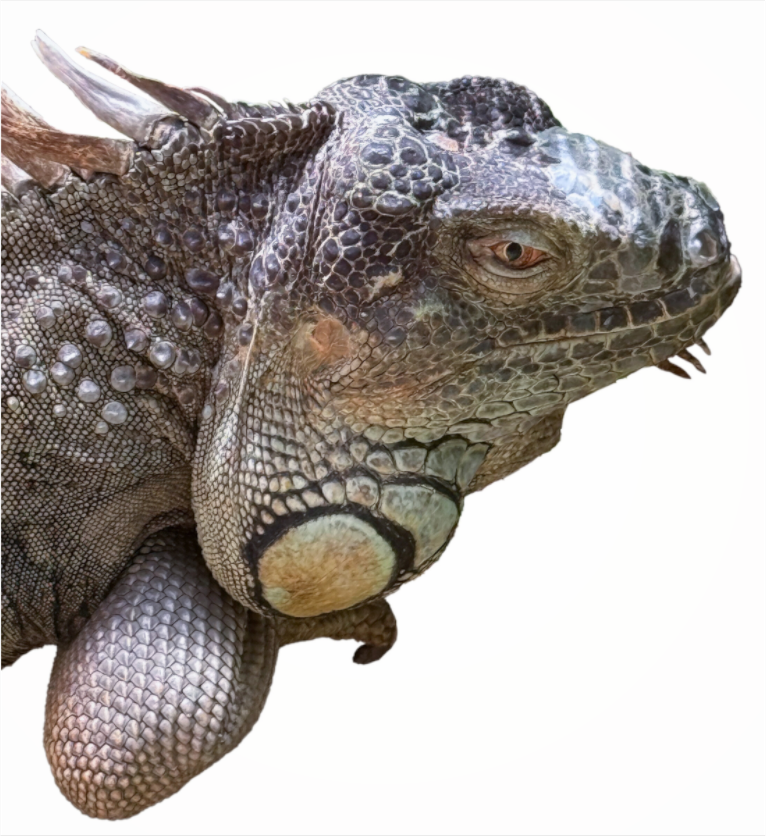 Majestic iguana (Fiammetta Venner)