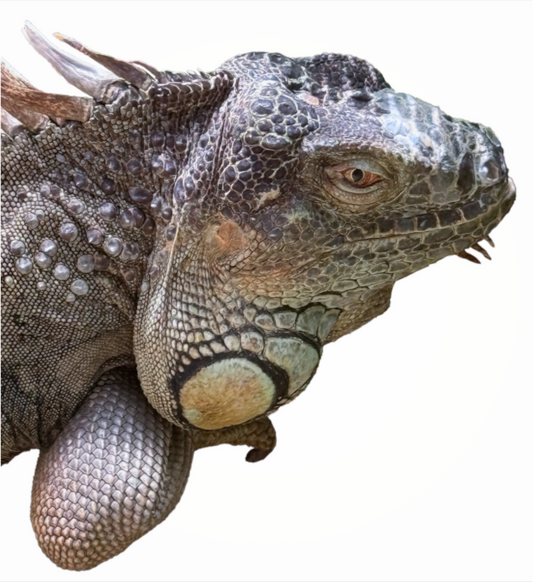 Majestic iguana (Fiammetta Venner)