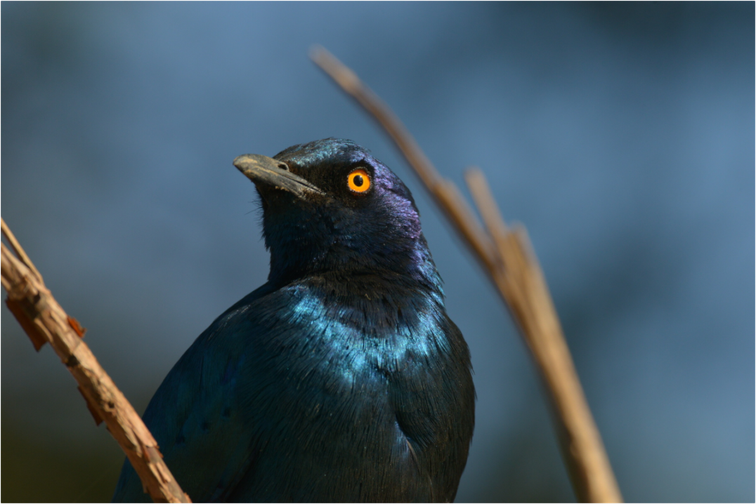 Main image (Caroline Fourest)