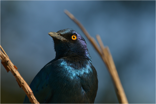 Main image (Caroline Fourest)