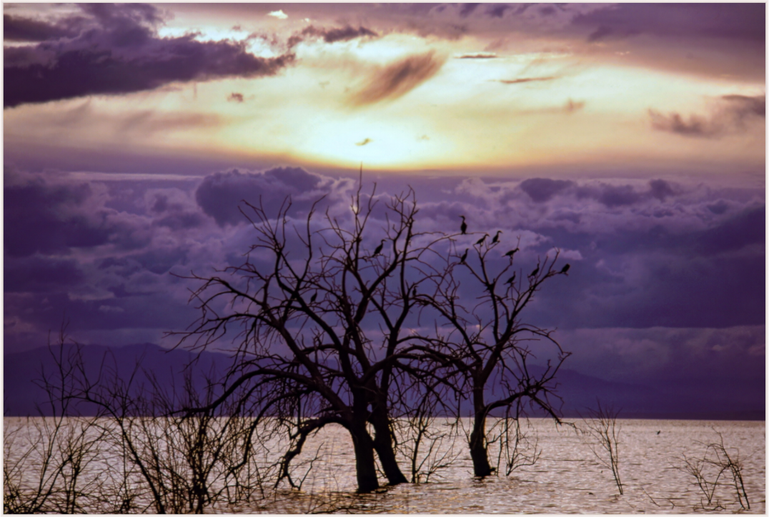 Twilight Silhouettes (Aline de Nanxe)