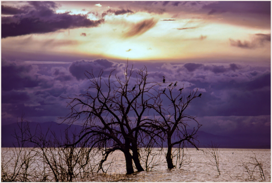 Twilight Silhouettes (Aline de Nanxe)