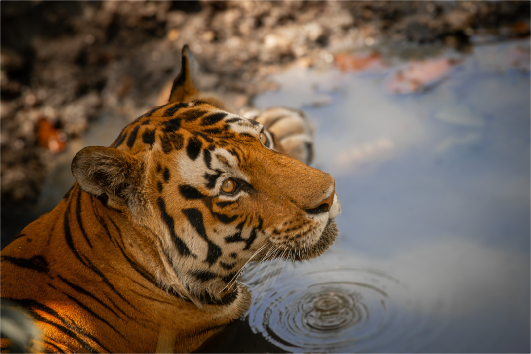 Ripples of Tranquility (Fiammetta Venner)