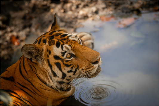 Ripples of Tranquility (Fiammetta Venner)