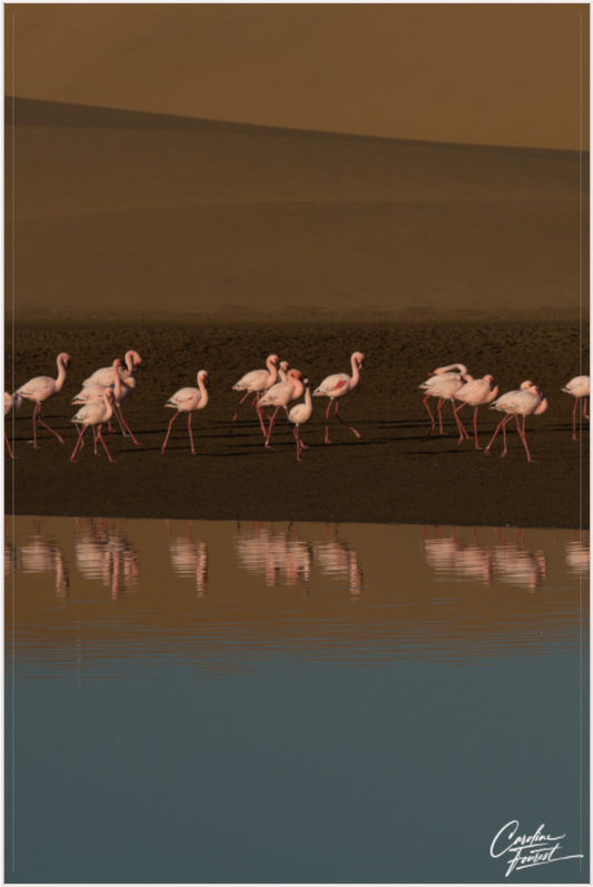 Dance of the Flamingos (Caroline Fourest)