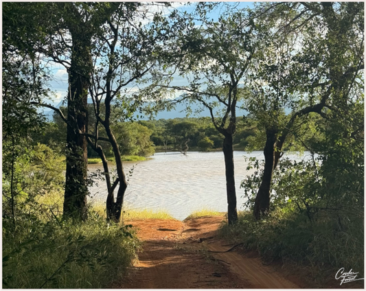 Main image Whispers of the Willow (Caroline Fourest)