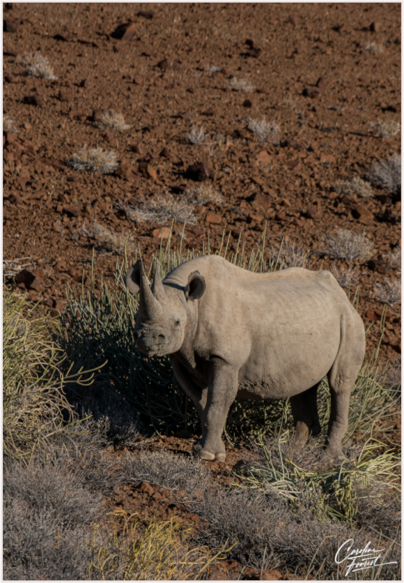 Black rhino guardian (Caroline Fourest)