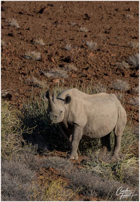 Black rhino guardian (Caroline Fourest)