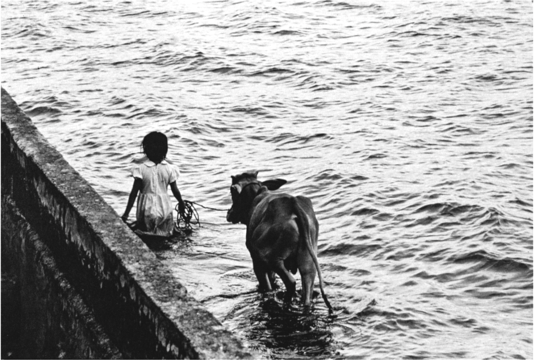 Main image Gentle Guardian (Catherine Deudon)