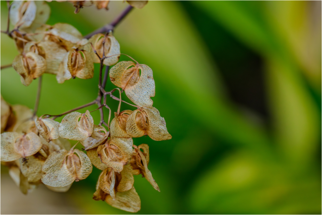 Main image Fiammetta Perou