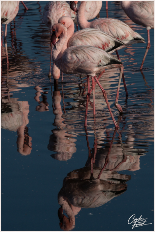 Reflections of Elegance (Caroline Fourest)