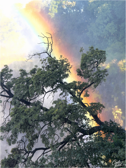 Main image Promise After the Storm (Caroline Fourest)