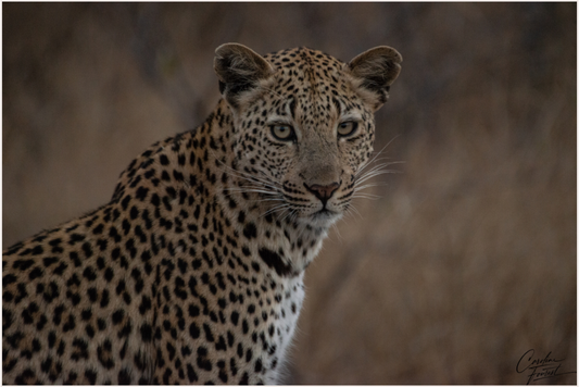 Spotted Majesty (Caroline Fourest)