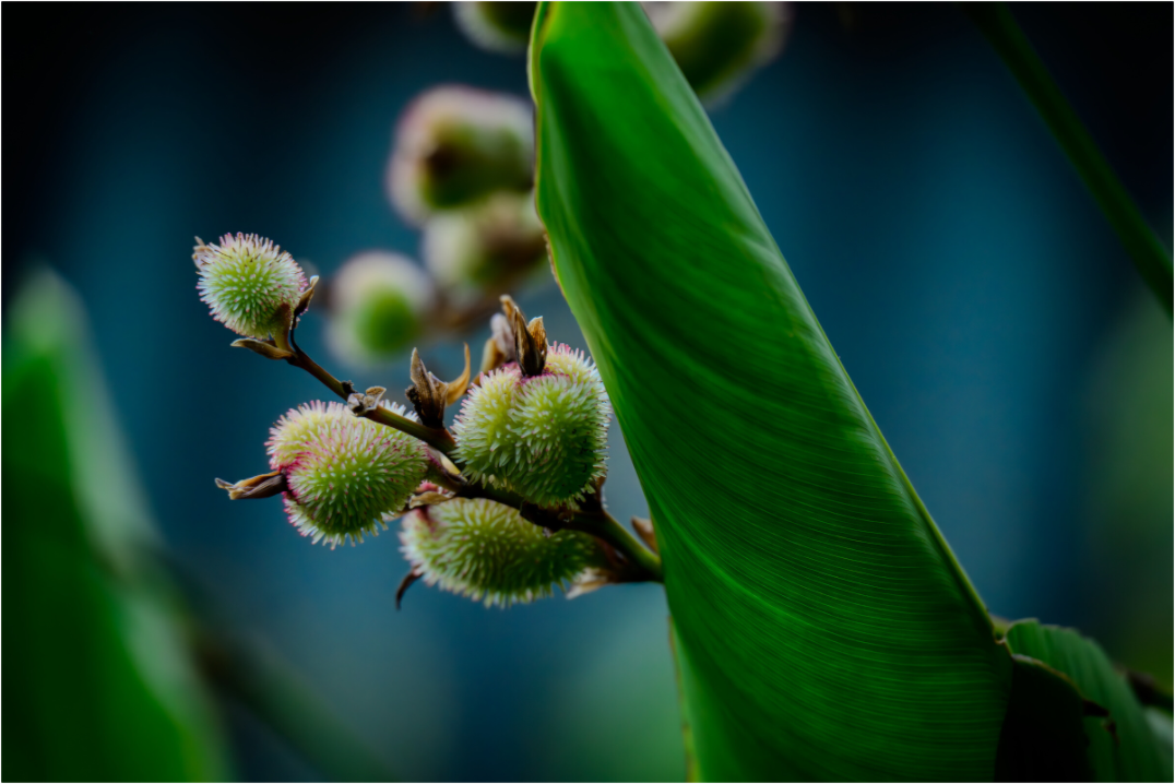 Main image Fiammetta Perou