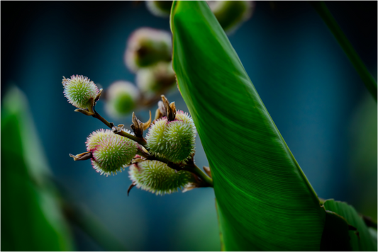 Main image Fiammetta Perou