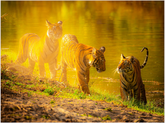 Young Explorers (Fiammetta Venner)