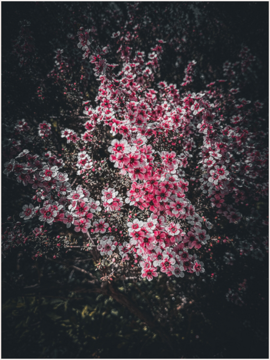 Pink Blossom Contrast (Fiammetta Venner)
