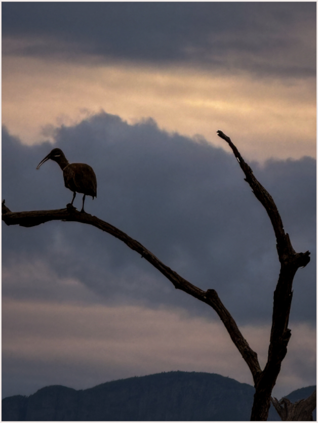 Solitary Perch (Fiammetta Venner)