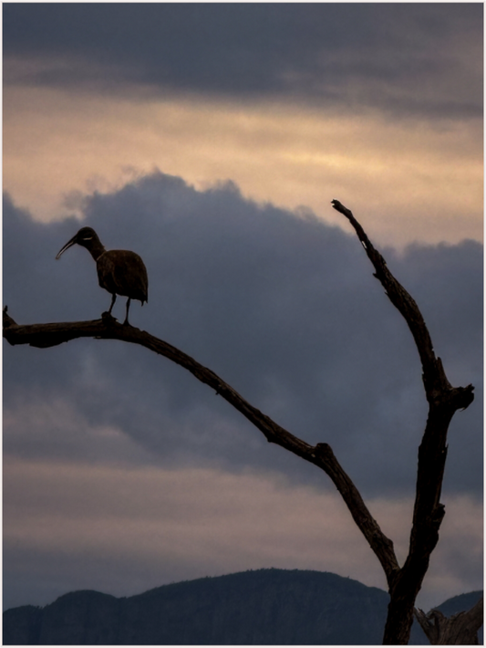 Solitary Perch (Fiammetta Venner)