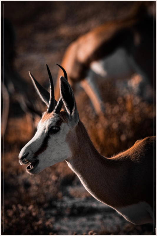 Graceful springbok  (Fiammetta Venner)