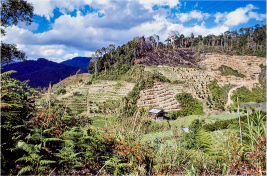 Terraced Horizons (Aline de Nanxe)