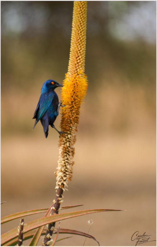 Sapphire Songbird (Caroline Fourest)