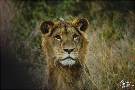 King of the Grasslands (Caroline Fourest)
