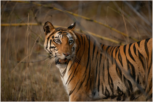 Suspicious Tiger (Fiammetta Venner)