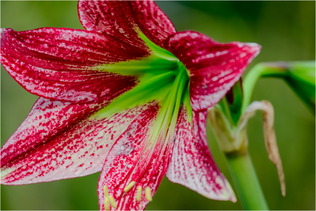 Main image Fiammetta Perou