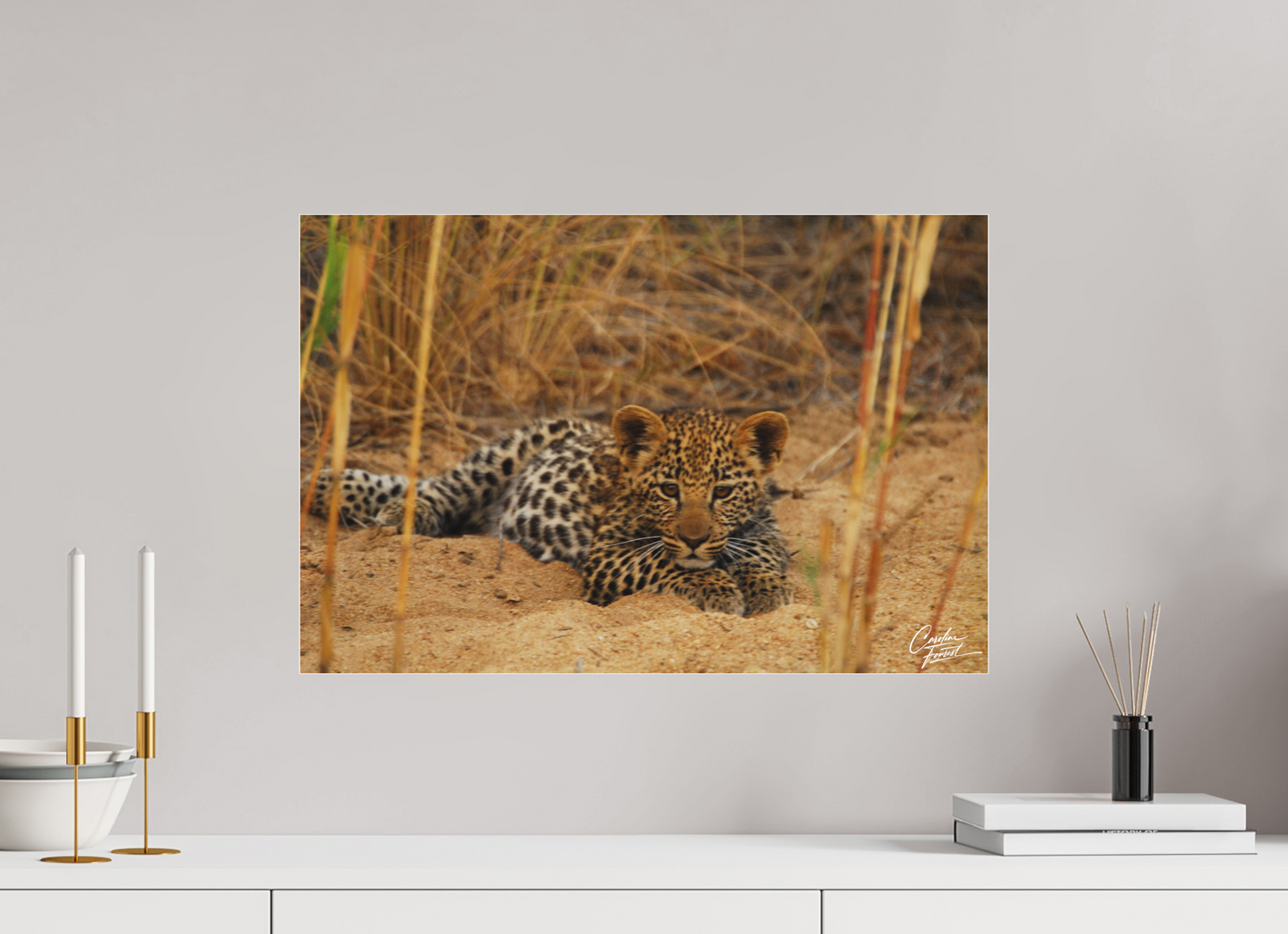 Leopard's cub  Rest (Caroline Fourest)
