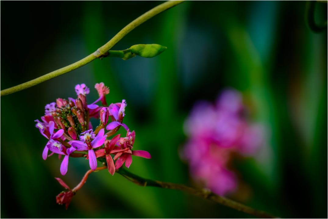 Main image Fiammetta Perou