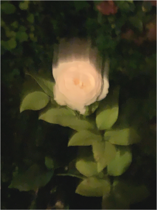 Main image Le Roman de la Rose #3 (Marie Sicard)