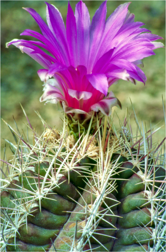 Flamingo Cactus (Aline de Nanxe)