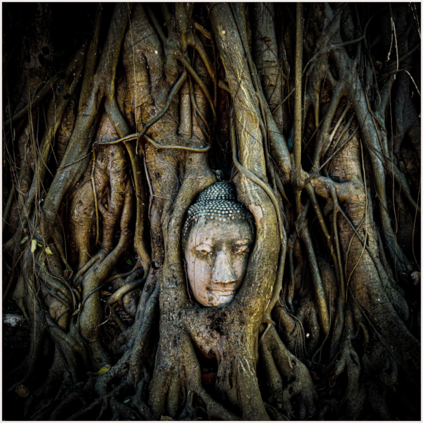 Enveloped Serenity (Fiammetta Venner)