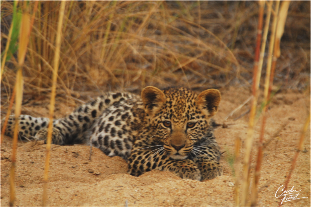 Leopard's cub  Rest (Caroline Fourest)