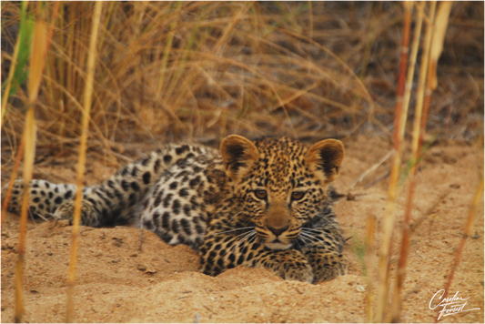 Leopard's cub  Rest (Caroline Fourest)