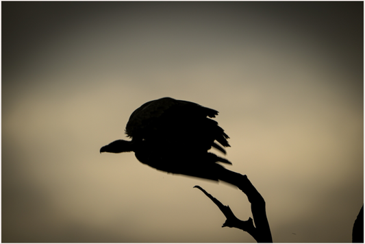 Silhouette Serenade (Fiammetta Venner)