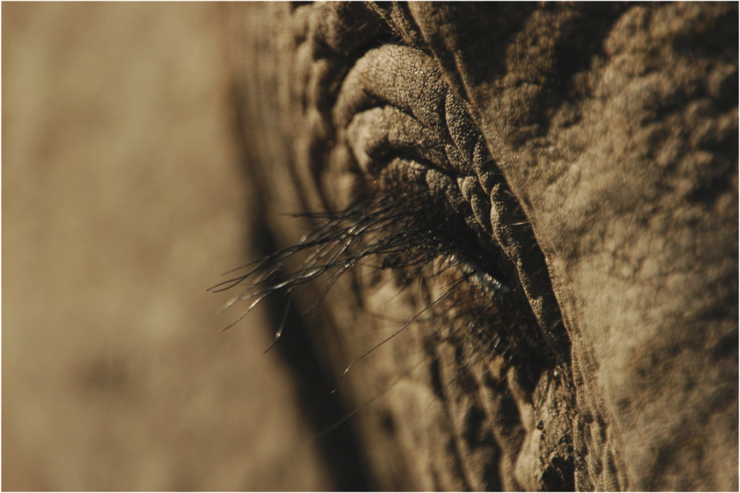 By an Elephant Eyelash (Fiammetta Venner)