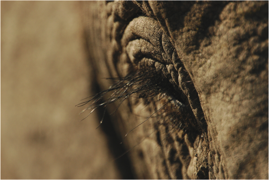 By an Elephant Eyelash (Fiammetta Venner)