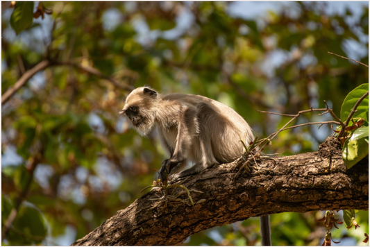 Canopy Contemplation (Fiammetta Venner)